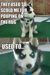 Insanity puppy