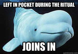 Misbehavin Pocket Whale