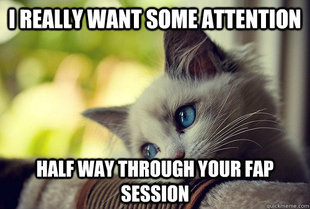 First World Cat Problems