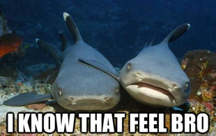 Compassionate Shark Friend
