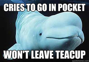Misbehavin Pocket Whale