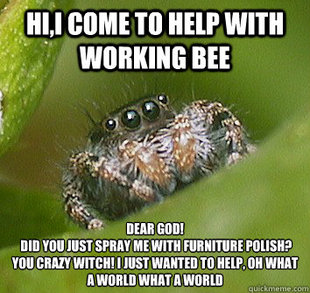 Misunderstood Spider