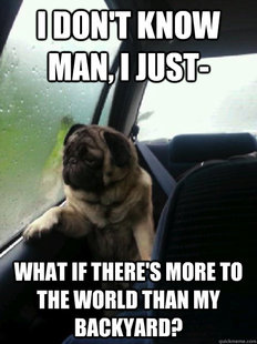 Introspective Pug