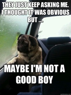 Introspective Pug