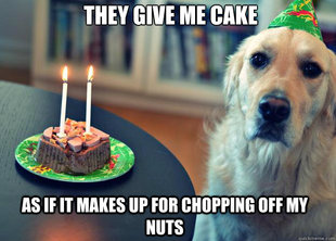 Sad Birthday Dog