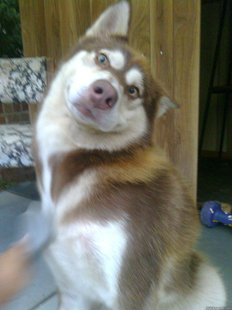 DoggyPls