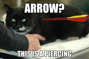 Worlds Toughest Cat