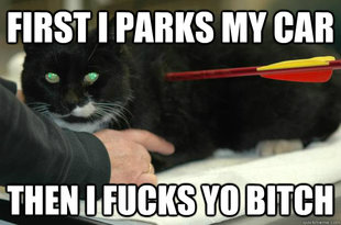 Worlds Toughest Cat