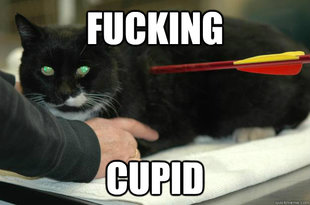 Worlds Toughest Cat