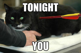 Worlds Toughest Cat