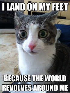 Sudden Clarity Cat