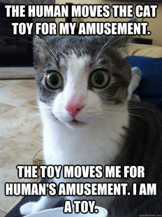 Sudden Clarity Cat