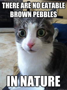 Sudden Clarity Cat
