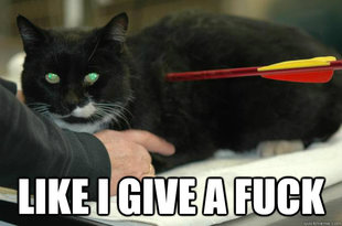 Worlds Toughest Cat