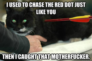 Worlds Toughest Cat