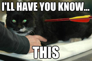 Worlds Toughest Cat