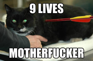 Worlds Toughest Cat