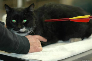 Worlds Toughest Cat