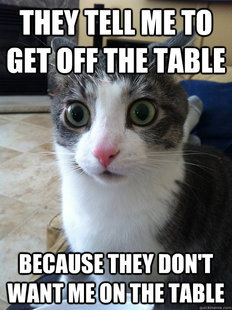 Sudden Clarity Cat
