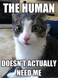 Sudden Clarity Cat