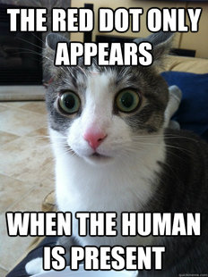 Sudden Clarity Cat