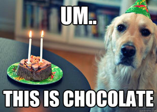 Sad Birthday Dog