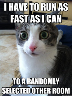 Sudden Clarity Cat