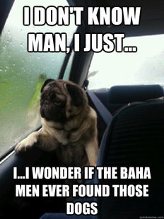 Introspective Pug