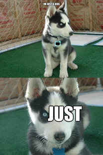 Insanity puppy