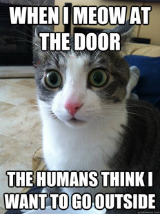 Sudden Clarity Cat