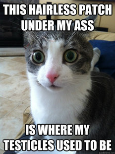 Sudden Clarity Cat