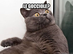 conspiracy cat