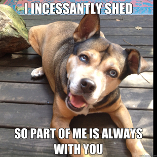 overly attached dog