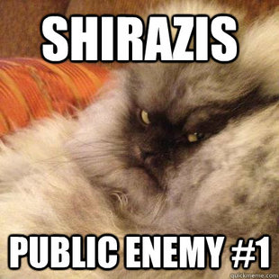 Angriest Cat