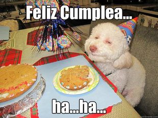 Stoned Birthday Dog