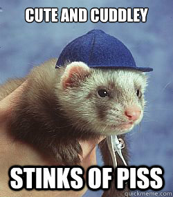 Scumbag ferret
