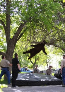 Falling Bear