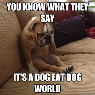 depressed dog