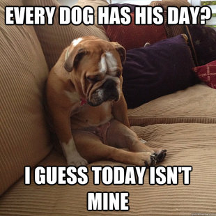 depressed dog