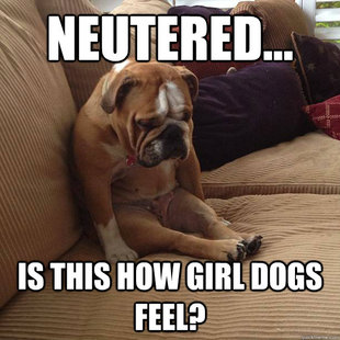 depressed dog