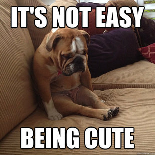depressed dog