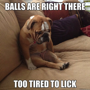 depressed dog