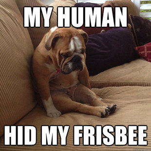 depressed dog