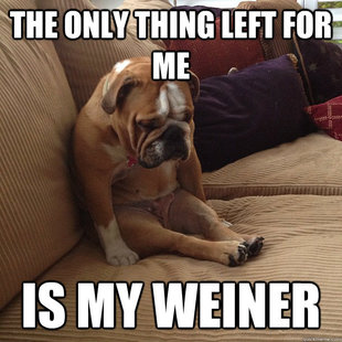 depressed dog
