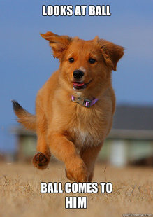 Ridiculously Photogenic Puppy
