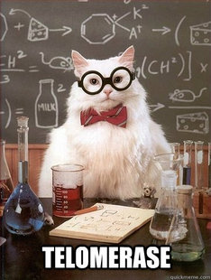 Chemistry Cat