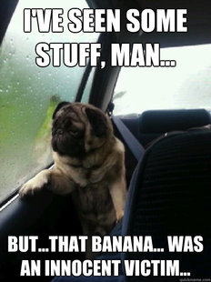 Introspective Pug