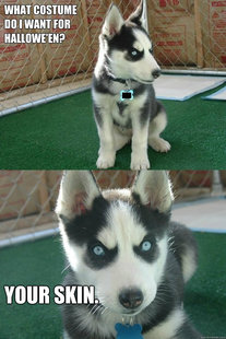 Insanity puppy