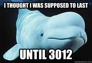Misbehavin Pocket Whale