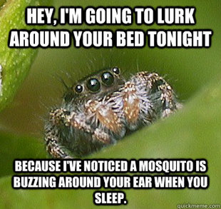 Misunderstood Spider